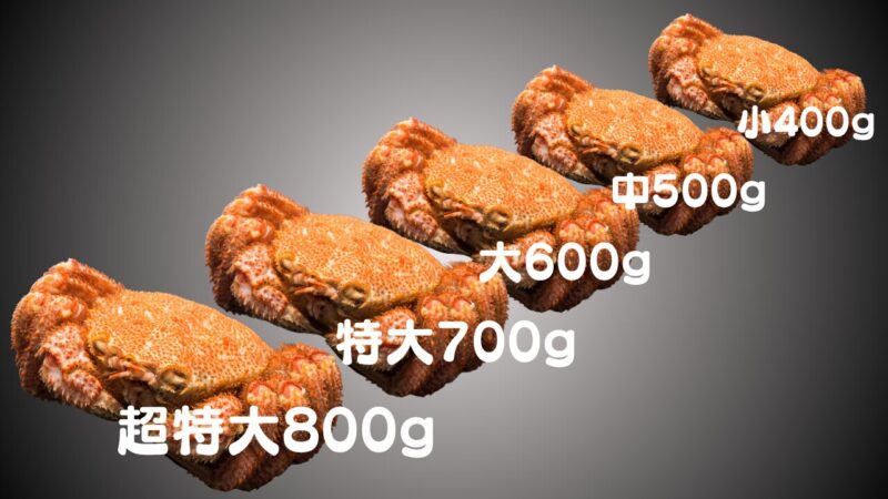毛蟹サイズ表
超特大800g
特大700g
大600ｇ
中500ｇ
小400ｇ