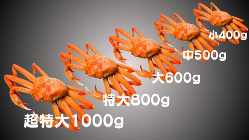 ずわいがにサイズ表
超特大1000ｇ
特大800ｇ
大600ｇ
中500g
小400ｇ