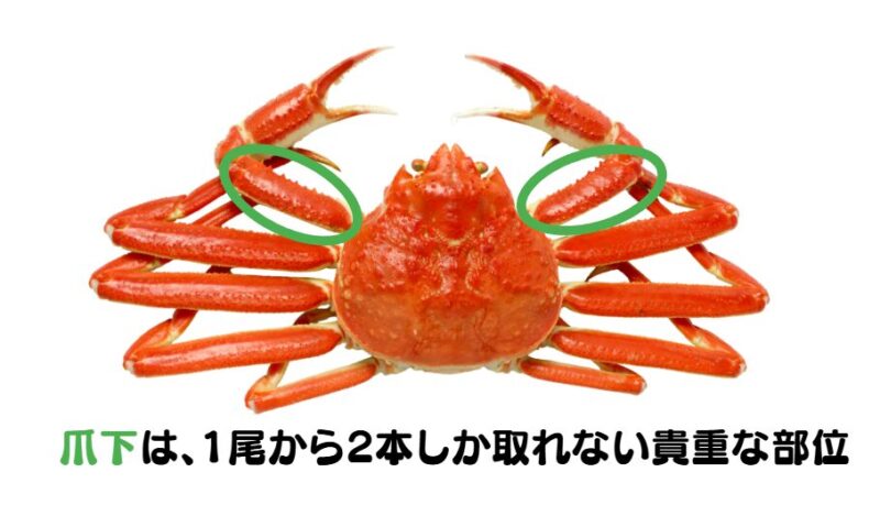 ズワイガニの爪下を表示