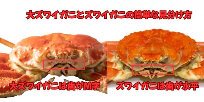 大ズワイガニとズワイガニの見分け方は、大ズワイガニは歯がM字になっており、ズワイガニは歯が水平になっている